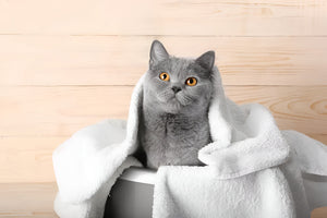 GENTLE PET BATH SUPPLIES FOR CLEAN PAWS