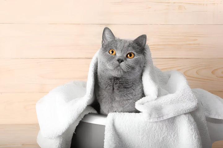 GENTLE PET BATH SUPPLIES FOR CLEAN PAWS
