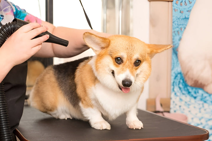 SIMPLE PET GROOMING TIPS FOR HEALTHY PETS